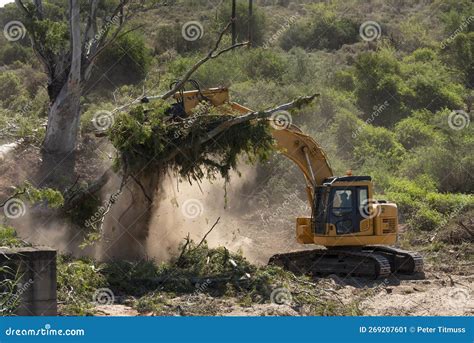 removing large trees with excavators